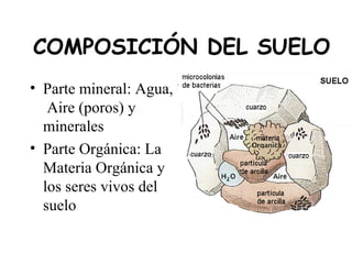 COMPOSICIÓN DEL SUELO
• Parte mineral: Agua,
Aire (poros) y
minerales
• Parte Orgánica: La
Materia Orgánica y
los seres vivos del
suelo
 