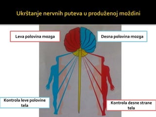 Leva polovina mozga
Kontrola desne strane
tela
Desna polovina mozga
Kontrola leve polovine
tela
 