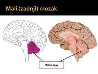 Mali mozak
 