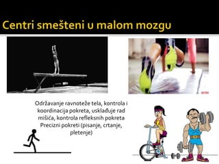 Održavanje ravnoteže tela, kontrola i
koordinacija pokreta, usklađuje rad
mišića, kontrola refleksnih pokreta
Precizni pokreti (pisanje, crtanje,
pletenje)
 