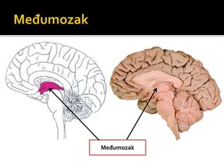 Međumozak
 