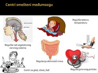 Reguliše rad vegetativnog
nervnog sistema
Reguliše telesnu
temperaturu
Regulacija krvnog pritiska
Regulacija aktivnosti creva
Centri za glad, sitost, žeđ
 