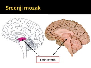 Srednji mozak
 
