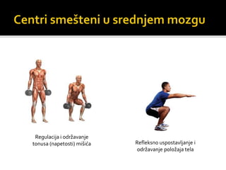 Regulacija i održavanje
tonusa (napetosti) mišića Refleksno uspostavljanje i
održavanje položaja tela
 