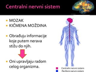  MOZAK
 KIČMENA MOŽDINA
 Obrađuju informacije
koje putem nerava
stižu do njih.
 Oni upravljaju radom
celog organizma.
MOZAK
KIČMENA
MOŽDINA
Centralni nervni sistem
Periferni nervni sistem
 