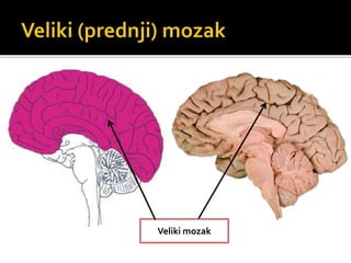 Veliki mozak
 