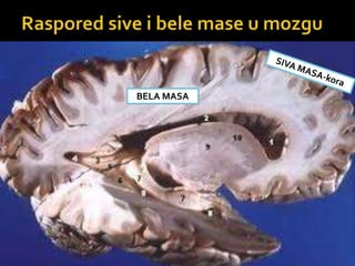 BELA MASA
 