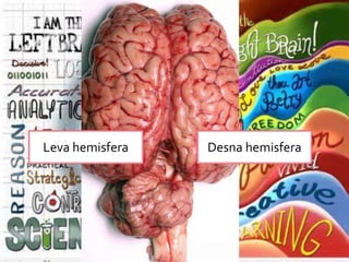 Dve polovine
Leva hemisfera Desna hemisfera
 