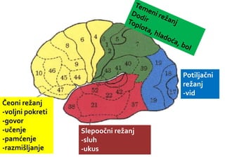 Čeoni režanj
-voljni pokreti
-govor
-učenje
-pamćenje
-razmišljanje
Slepoočni režanj
-sluh
-ukus
Potiljačni
režanj
-vid
 