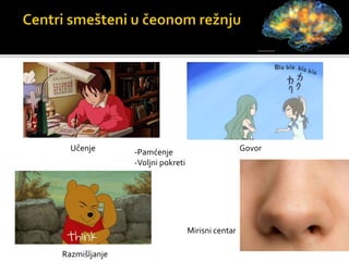 Učenje Govor
Razmišljanje
-Pamćenje
-Voljni pokreti
Mirisni centar
 