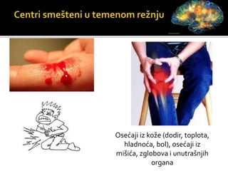 Osećaji iz kože (dodir, toplota,
hladnoća, bol), osećaji iz
mišića, zglobova i unutrašnjih
organa
 