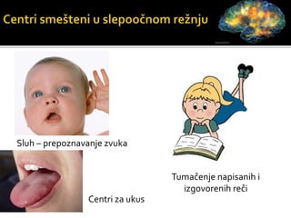 Sluh – prepoznavanje zvuka
Tumačenje napisanih i
izgovorenih reči
Centri za ukus
 