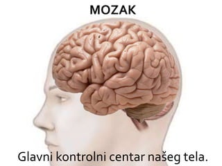 Glavni kontrolni centar našeg tela.
MOZAK
 