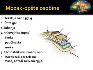 • Težak je oko 1350 g
• Štite ga:
1. lobanja
2. tri ovojnice (opne)
tvrda
paučinasta
meka
3. tečnost-likvor-između opni
• Mozak teži 2% telesne
mase, a troši 20% energije.
KOŽA
POKOSNICA
KOST
TVRDA OPNA
PAUČINASTA OPNA
MEKA OPNA
MOZAK
 