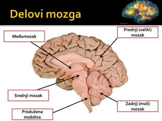 Produžena
moždina
Srednji mozak
Međumozak
Prednji (veliki)
mozak
Zadnji (mali)
mozak
 
