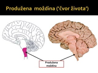 Produžena
moždina
 
