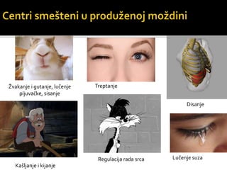 Žvakanje i gutanje, lučenje
pljuvačke, sisanje
Disanje
Kašljanje i kijanje
Regulacija rada srca Lučenje suza
Treptanje
 