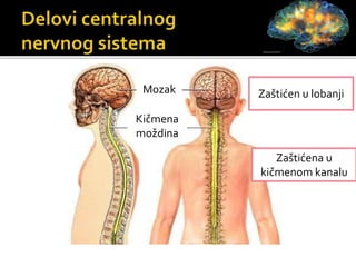 Mozak
Kičmena
moždina
Zaštićen u lobanji
Zaštićena u
kičmenom kanalu
 