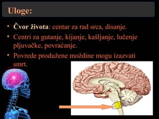 Uloge:
Čvor života: centar za rad srca, disanje.
Centri za gutanje, kijanje, kašljanje, lučenje
pljuvačke, povraćanje.
Povrede produžene moždine mogu izazvati
smrt.
 