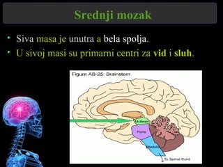 Srednji mozak
Siva masa je unutra a bela spolja.
U sivoj masi su primarni centri za vid i sluh.
 