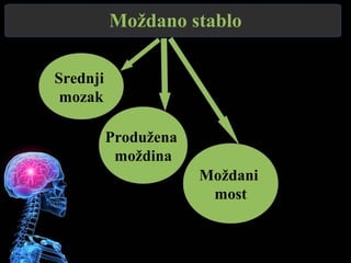Moždano stablo
Srednji
mozak
Produžena
moždina
Moždani
most
 