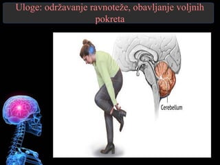 Uloge: održavanje ravnoteže, obavljanje voljnih
pokreta
 