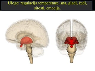Uloge: regulacija tempereture, sna, gladi, žeđi,
sitosti, emocija.
 