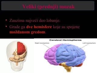 Veliki (prednji) mozak
Zauzima najveći deo lobanje.
Grade ga dve hemisfere koje su spojene
moždanom gredom.
 