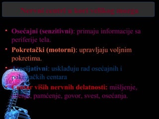 Nervni centri u kori velikog mozga
Osećajni (senzitivni): primaju informacije sa
periferije tela.
Pokretački (motorni): upravljaju voljnim
pokretima.
Asocijativni: usklađuju rad osećajnih i
pokretačkih centara
Centar viših nervnih delatnosti: mišljenje,
učenje, pamćenje, govor, svest, osećanja.
 