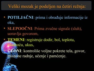 Veliki mozak je podeljen na četiri režnja:
POTILJAČNI: prima i obrađuje informacije iz
oka,
SLEPOOČNI: Prima zvučne signale (sluh),
uoravlja govorom,
TEMENI: registruje dodir, bol, toplotu,
hladnoću, ukus,
ČEONI: kontroliše voljne pokrete tela, govor,
misaone radnje, učenje i pamćenje.
 
