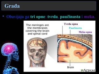Građa
Obavijaju ga tri opne: tvrda, paučinasta i meka.
Meka opna
Paučinasta
Tvrda opna
 