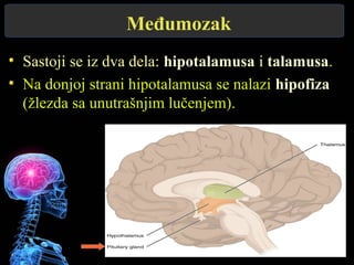 Međumozak
Sastoji se iz dva dela: hipotalamusa i talamusa.
Na donjoj strani hipotalamusa se nalazi hipofiza
(žlezda sa unutrašnjim lučenjem).
 
