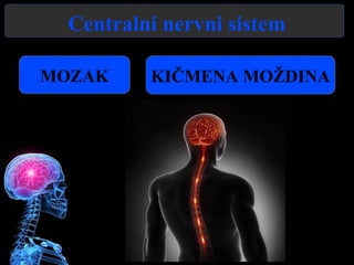 Centralni nervni sistem
MOZAK KIČMENA MOŽDINA
 