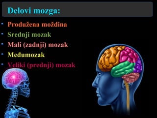 Delovi mozga:
Produžena moždina
Srednji mozak
Mali (zadnji) mozak
Međumozak
Veliki (prednji) mozak
 