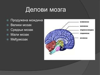 Делови мозга
 Продужена мождина
 Велики мозак
 Средњи мозак
 Мали мозак
 Међумозак
 