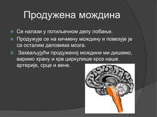 Продужена мождина
 Се налази у потиљачном делу лобање.
 Продужује се на кичмену мождину и повезује је
са осталим деловима мозга.
 Захваљујући продуженој мождини ми дишемо,
варимо храну и крв циркулише кроз наше
артерије, срце и вене.
 