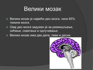 Велики мозак
 Велики мозак је највећи део мозга, чини 85%
тежине мозга.
 Овај део мозга задужен је за размишљање,
сећање, схватање и одлучивање.
 Велики мозак има два дела, леви и десни.
 