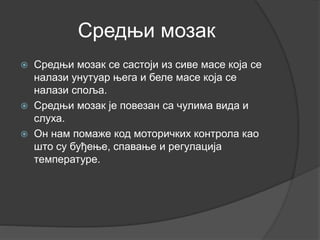 Средњи мозак
 Средњи мозак се састоји из сиве масе која се
налази унутуар њега и беле масе која се
налази споља.
 Средњи мозак је повезан са чулима вида и
слуха.
 Он нам помаже код моторичких контрола као
што су буђење, спавање и регулација
температуре.
 