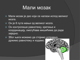 Мали мозак
 Мали мозак је део који се налази испод великог
мозга.
 Он је 8 пута мањи од великог мозга.
 Он контролише равнотежу, кретање и
координацију, омогућава мишићима да раде
заједно.
 Због њега можемо да стојимо усправно,
држимо равнотежу и ходамо.
 