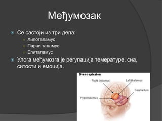 Међумозак
 Се састоји из три дела:
○ Хипоталамус
○ Парни таламус
○ Епиталамус
 Улога међумозга је регулација темературе, сна,
ситости и емоција.
 