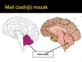 Mali mozak
 