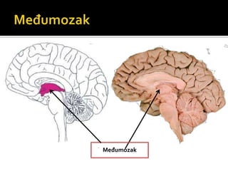 Međumozak
 