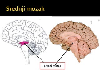 Srednji mozak
 