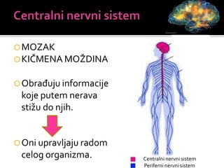 MOZAK
KIČMENA MOŽDINA
Obrađuju informacije
koje putem nerava
stižu do njih.
Oni upravljaju radom
celog organizma.
MOZAK
KIČMENA
MOŽDINA
Centralni nervni sistem
Periferni nervni sistem
 