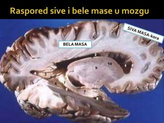 BELA MASA
 