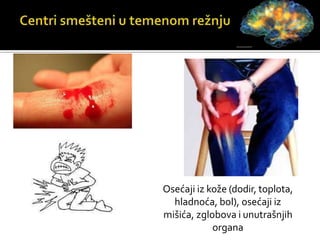 Osećaji iz kože (dodir, toplota,
hladnoća, bol), osećaji iz
mišića, zglobova i unutrašnjih
organa
 