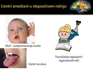 Sluh – prepoznavanje zvuka
Tumačenje napisanih i
izgovorenih reči
Centri za ukus
 