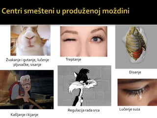 Žvakanje i gutanje, lučenje
pljuvačke, sisanje
Disanje
Kašljanje i kijanje
Regulacija rada srca Lučenje suza
Treptanje
 