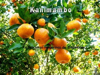 Kanimambo …… . As deliciosas tangerinas de Inhambane 