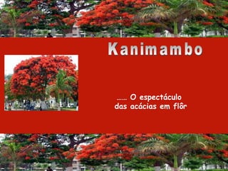 Kanimambo ……  O espectáculo  das acácias em flôr 